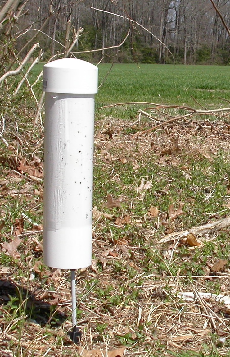 PVC sticky trap adjacent to wheat field